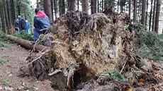 Nkolik len ze sboru dobrovolných hasi Hlavov odstraují popadané stromy u...
