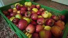 „Většina lidí si donese jednu bedýnku, před rokem chodívali s plnými pytli. Byly to stovky kilogramů jablek,“ říká Jaromír Kleibel, který má moštování na starosti v kroměřížské zahrádkářské kolonii. Stejné je to letos i na Vysočině.