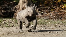 Mlád nosoroce dvourohého, které se ve Dvoe Králové narodilo 2. íjna 2017,...