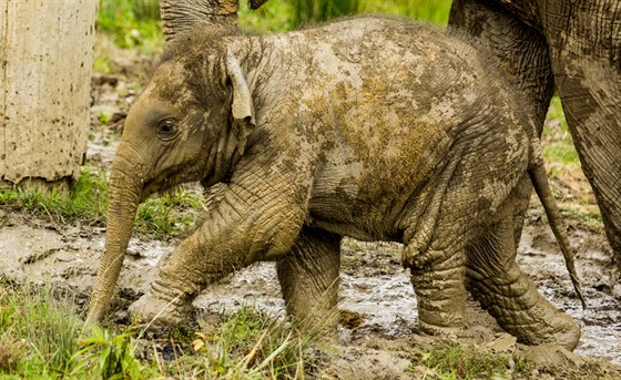 Slůně Chandru se už stalo součástí velké sloní rodiny v zoo Ostrava..