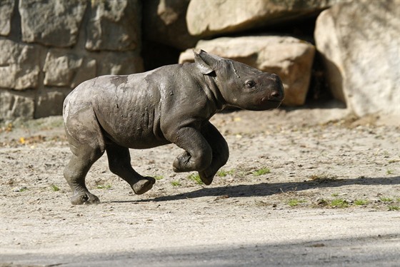 2. íjna se v Zoo Dvr Králové narodilo u 45. mlád nosoroce dvourohého.