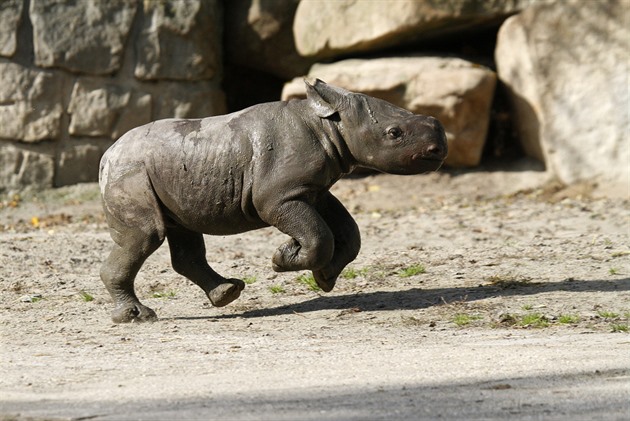 2. října se v Zoo Dvůr Králové narodilo už 45. mládě nosorožce dvourohého.
