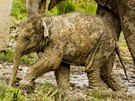Slůně Chandru se už stalo součástí velké sloní rodiny v zoo Ostrava..