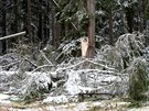 Ned�ln� vich�ice vyvr�tila nebo pol�mala na �umav� tis�ce strom�. V pond�l� tam...