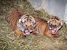 Mláďata tygra malajského se narodily 3. 10. 2017 v Zoo Praha.