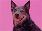 Australský honácký pes vypadá jako voíek, ale je to jedno z nejodolnjích a...