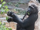 V Zoo Praha si gorily pochutnají na vtvích, které polámala vichice....