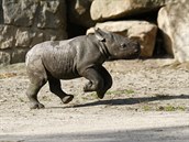 2. října se v Zoo Dvůr Králové narodilo už 45. mládě nosorožce dvourohého.