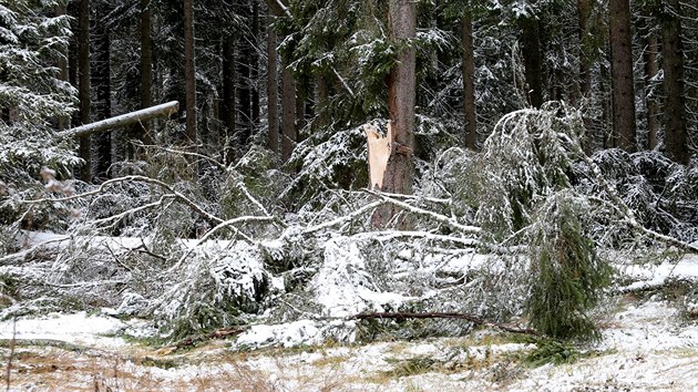 Nedělní vichřice vyvrátila nebo polámala na Šumavě tisíce stromů. V pondělí tam navíc začal padat sníh. Energetici tam opravovali elektrické vedení.