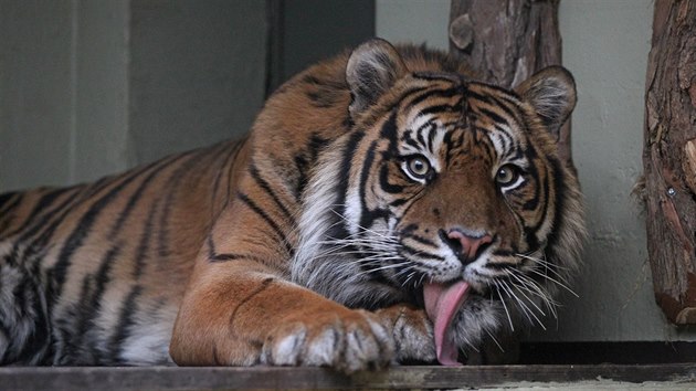 Do jihlavské zoo přicestoval na námluvy tygří samec Dandys.