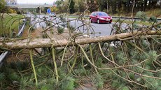 Strom spadl na dálniní pivad I/38 u Pávova u Jihlavy (29. íjna 2017)