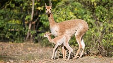 Lama vikua, Zoo Praha