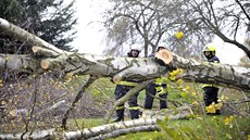 Hasiči odstraňují popadané stromy u Luk nad Jihlavou.