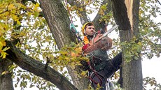 Stromolezec v pardubických Tyr�ových sadech 31.10. 2017