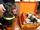 Rotvajler Hank u kufru s aparaturou pro geologick vzkum. Pes nael kufr,...
