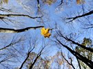 PADAJÍCÍ LIST. K zemi padá list, který ze stromu sfoukl lehký vítr bhem...