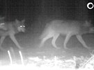 Fotopast na Broumovsku zachytila letošní mláďata vlků (2017)