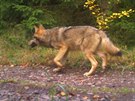 Půlroční mládě vlka zachycené fotopastí na Broumovsku na podzim 2017.