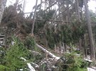 Vyvrácené a polámané stromy v okolí turistického chodníku v krkonoském Obím...