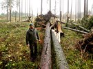 Lesník Karel evík na obhlídce polámaných velkých strom v lese u obce Hoice...
