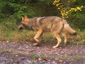 Půlroční mládě vlka zachycené fotopastí na Broumovsku na podzim 2017