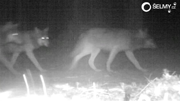 Fotopast na Broumovsku zachytila leton mlata vlk (2017)
