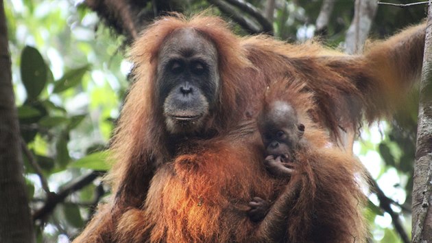 Fotografie ukazuje tapanulskho orangutana s mldtem, Indonsie. (3. listopadu 2017)