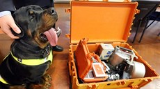 Rotvajler Hank u kufru s aparaturou pro geologický výzkum. Pes nael kufr,...