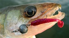 Men�í candátek ulovený na mikro nástrahu Nano Minnow s �ebura�kovou montá�í