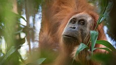 Fotografie ukazuje tapanulského orangutana, Indonésie. (3. listopadu 2017)