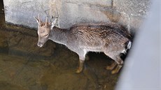 Pra��tí hasi�i zachránili z koryta Vltavy da�ka (5. listopadu 2017).