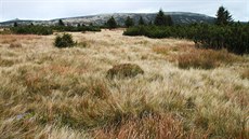 Západokrkonoská náhorní planina mezi Kotlem (1435 m n. m.) a státní hranicí...