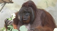 Orangutanní samec uák byl v ústecké zoologické zahrad velmi populární.