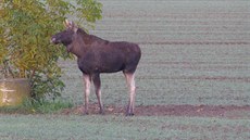 Rakouský lyaský areál Hochficht, kam kadou zimu míí desítky tisíc ech. Nejastji vyuívají silnici od Nové Pece.