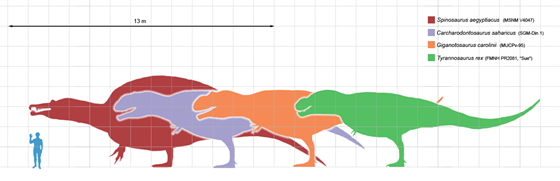 Velikostní srovnání čtyř největších známých teropodů. Z hlediska délky je T....