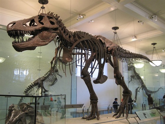 Tyrannosaurus rex, exemplář AMNH 5027 z Amerického přírodovědeckého muzea v New...