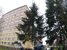 Kácení vánočního stromu v Plzni (12. 11. 2017)