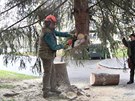 Kcen vnonho stromu v Plzni (12. 11. 2017)