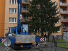 Kácení vánoního stromu v Plzni (12. 11. 2017)