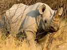 Nejvtím nepítelem nosoroc jsou v Africe pytláci.