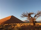 Pou Namib. Jméno Namib znamená podle místního jazyka nesmírný nebo velká...