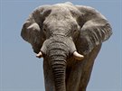Slon v národním parku Etosha. Park byl zaloen v roce 1907 a s rozlohou 100...