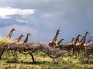 irafy v národním parku Etosha v Namibii