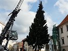 Vka 12 metr, st 55 let. Olomouc u zdob vnon strom