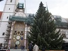 Olomoucké Horní námstí zdobí od nedlního poledne vánoní strom. (12....