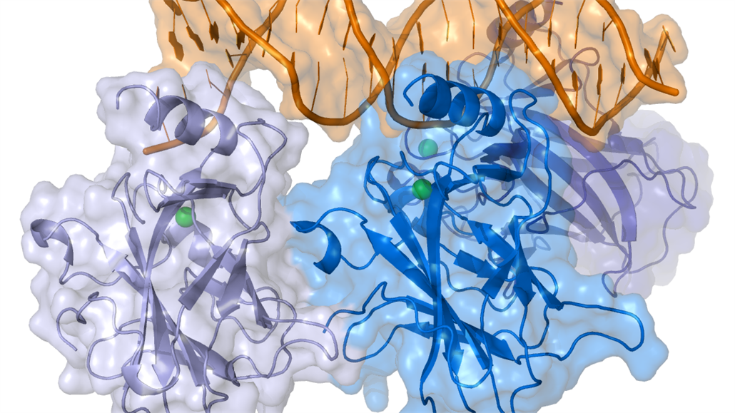 Bílkovina p53 se váže na snímku k DNA (oranžová šroubovice nahoře), aby...