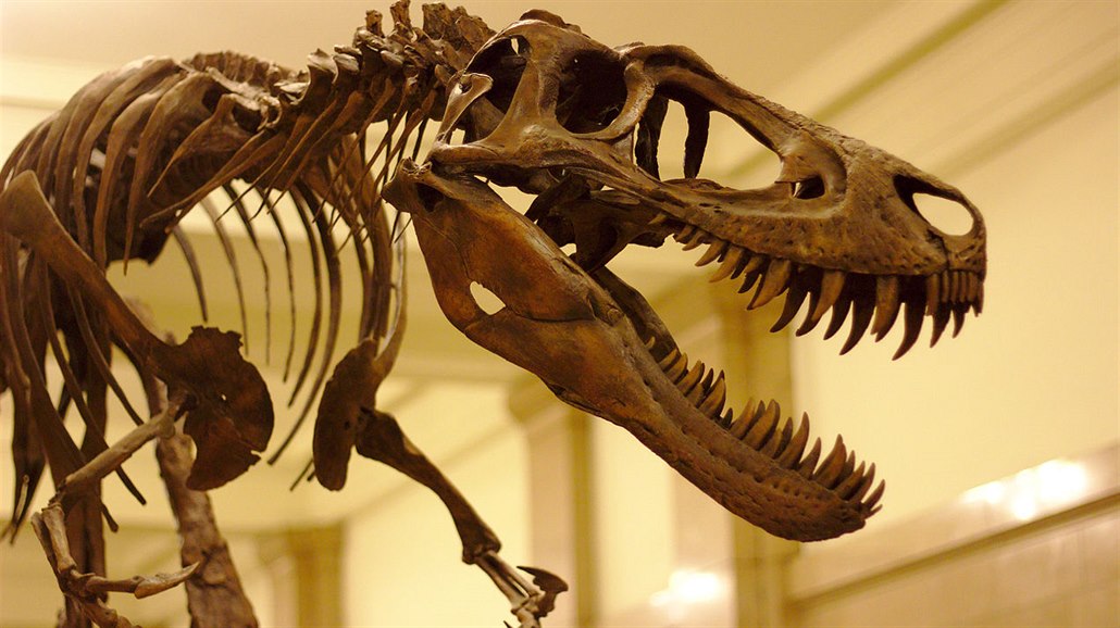 Jane je zatím tou nejlep�í ukázkou vzez�ení mladých tyranosaur�. Tento tém��...