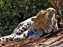 Dospělý leopard může vážit až 90 kilogramů.