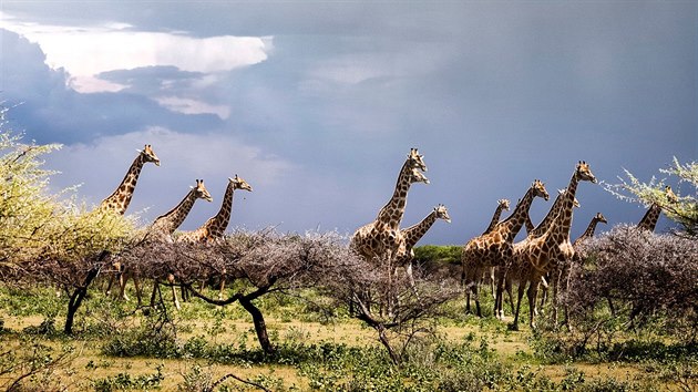 Žirafy v národním parku Etosha v Namibii