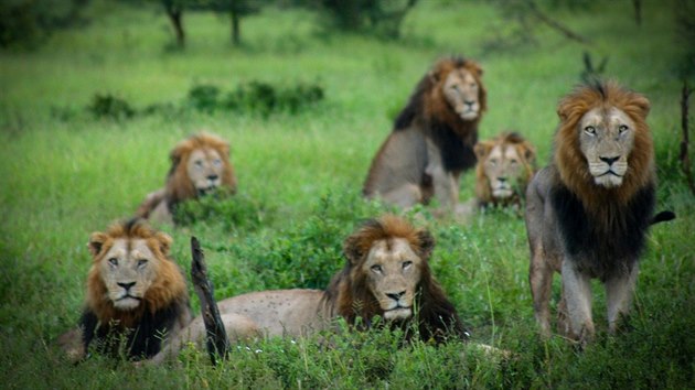 Krugerův národní park nabízí krásná setkání se skupinkami lvů.